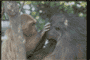 grooming