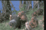 group
