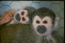 adult and infant