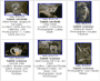 various species of squirrel monkey